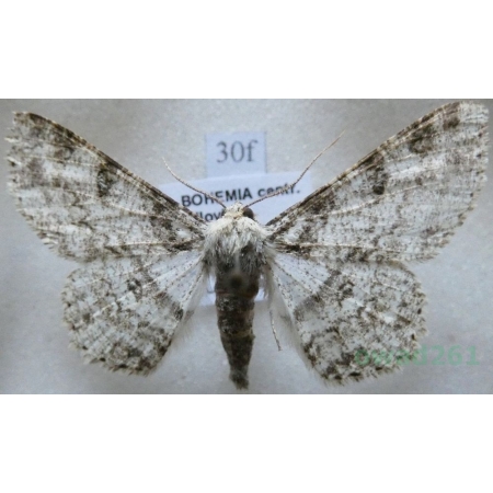 Ascotis selenaria (Denis & Schiffermüller, 1775) Przylepek księżycowiak Czech30f